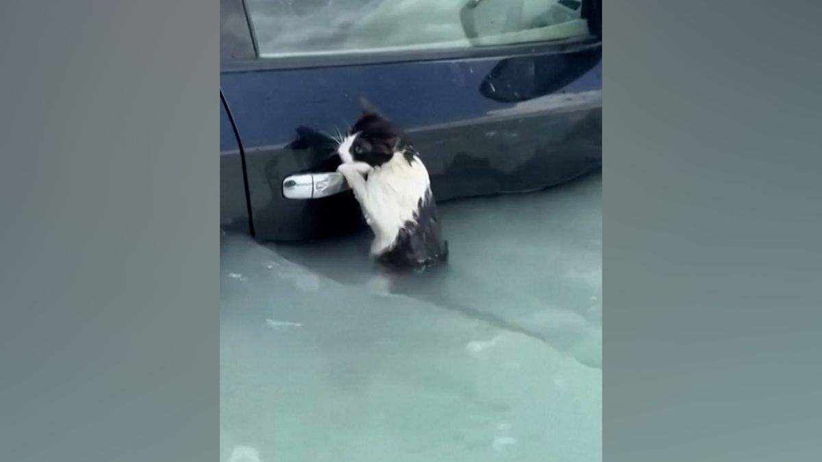 Dojemná záchrana. Kočka v Dubaji se zuby nehty držela kliky zaplaveného auta